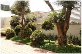 נוף בירוק