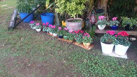 פרחים בחצר   
