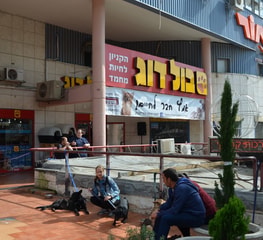בולדוג הקניון חיות מחמד
