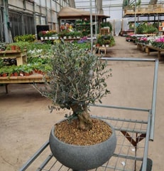קוקטייל הצמחים
