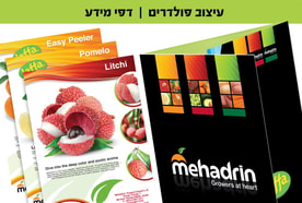 עיצוב פולדרים ודפי מידע