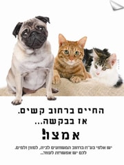 קמפיין