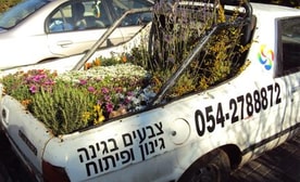 צבעים בגינה