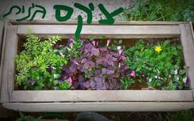 ציקס גינות