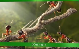 S.O.S הדברות