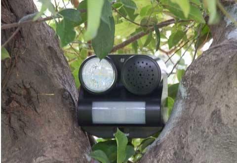 טוהר ברקת הרחקת יונים   