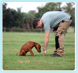 Dog Leader   