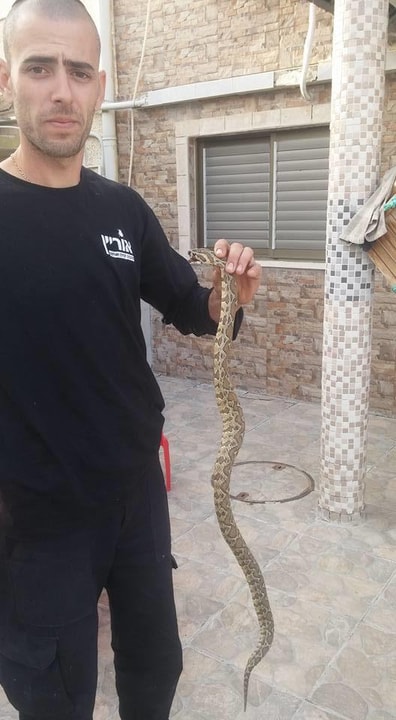 אוריין לכידה הדברה ואחזקה   