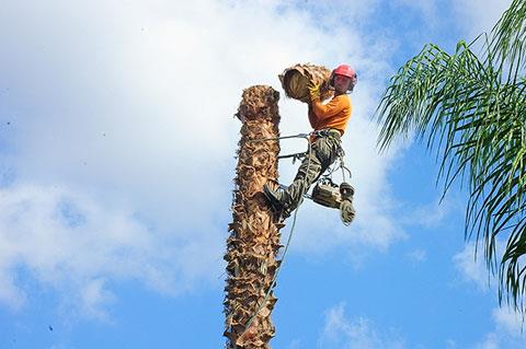 גיזום צפריר