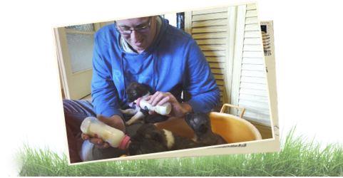 דוג סנטר - Dog Center   