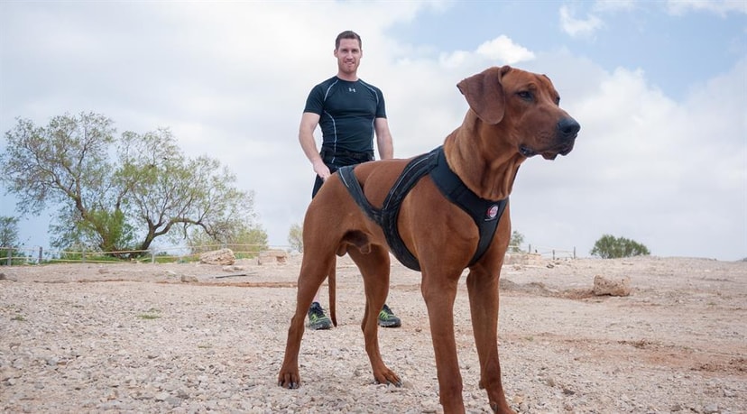 Dog Leader   