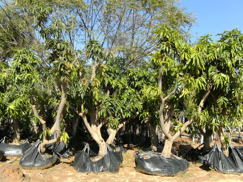 משתלת ירוק ישראלי   