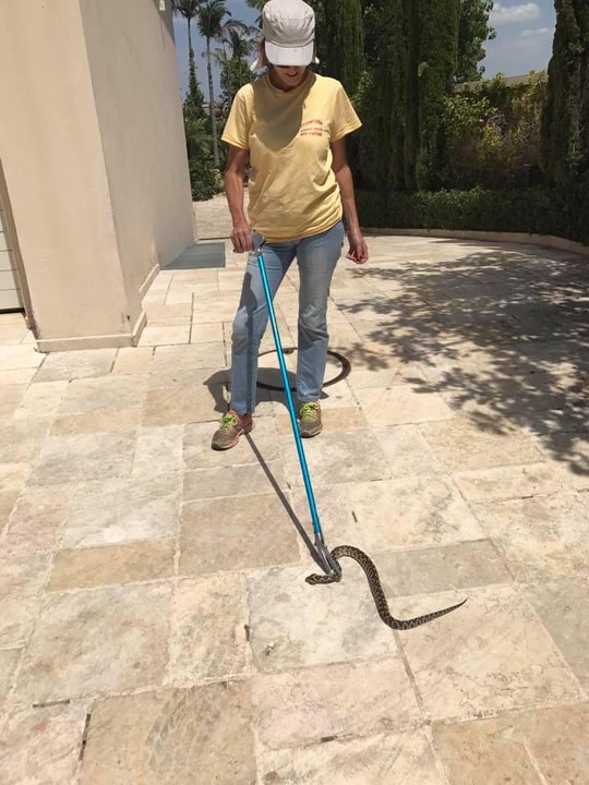 אורנה המדבירה   