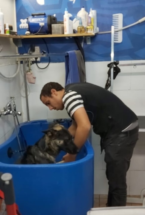 כלב כלבבי   