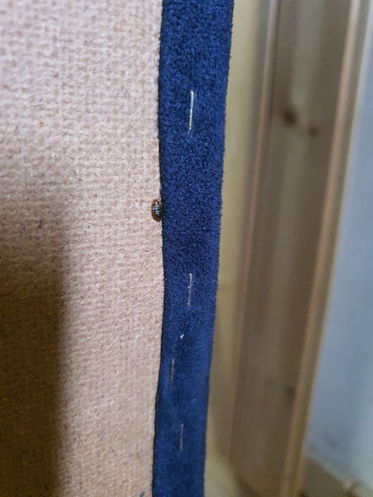 שגיא המדביר שירותי הדברה וניטור   