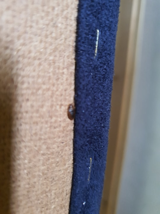 שגיא המדביר שירותי הדברה וניטור   