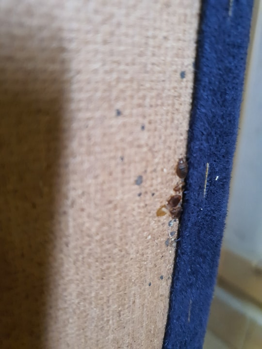 שגיא המדביר שירותי הדברה וניטור   