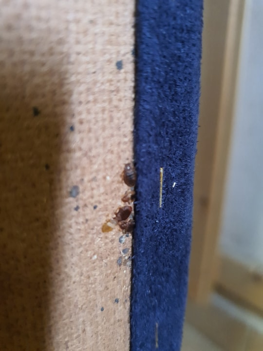 שגיא המדביר שירותי הדברה וניטור   