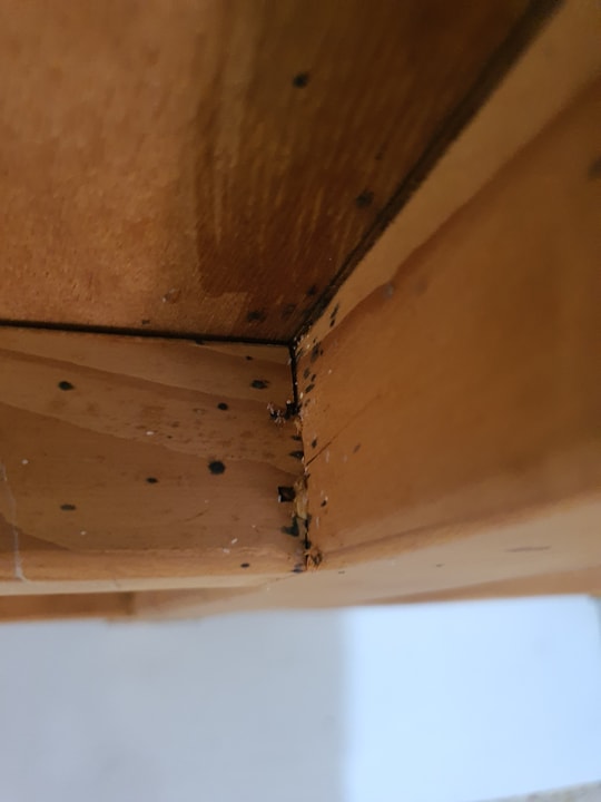 שגיא המדביר שירותי הדברה וניטור   