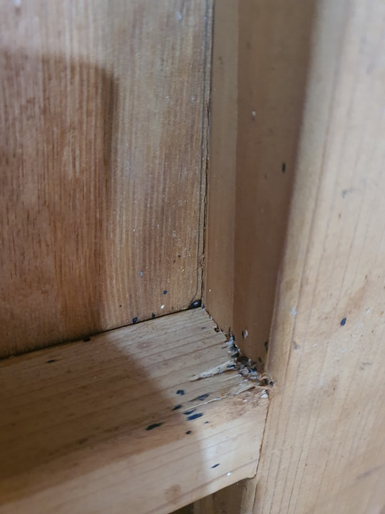 שגיא המדביר שירותי הדברה וניטור   