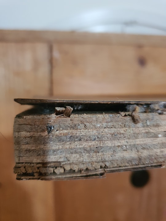 שגיא המדביר שירותי הדברה וניטור   