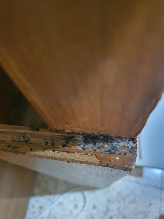 שגיא המדביר שירותי הדברה וניטור   