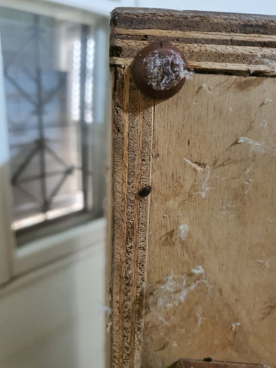 שגיא המדביר שירותי הדברה וניטור   