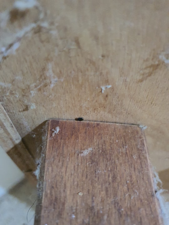 שגיא המדביר שירותי הדברה וניטור   