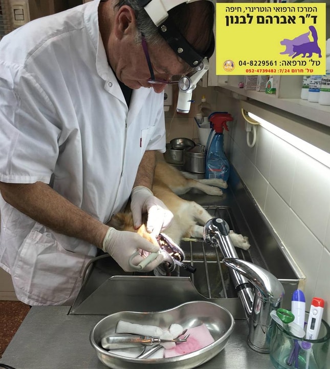ד"ר אברהם לבנון   