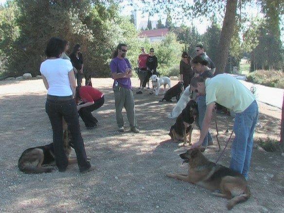 דוגלנד בע"מ   