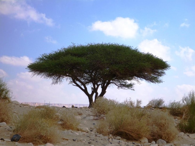 Deep Desert Israel זריחה בטיול ג'יפים במכתש רמון  