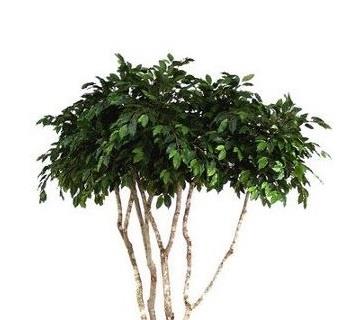 צמחייה מלאכותית freshline   