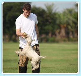 Dog Leader   
