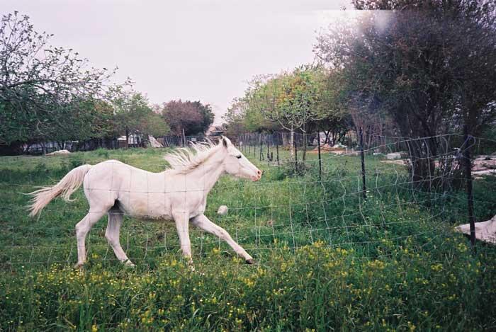 חוות דניאל- בית קברות לחיות מחמד   